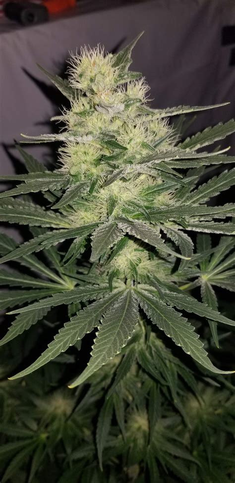 Female Seeds White Widow X Big Bud Grow Journal Week8 By Jakspratt001