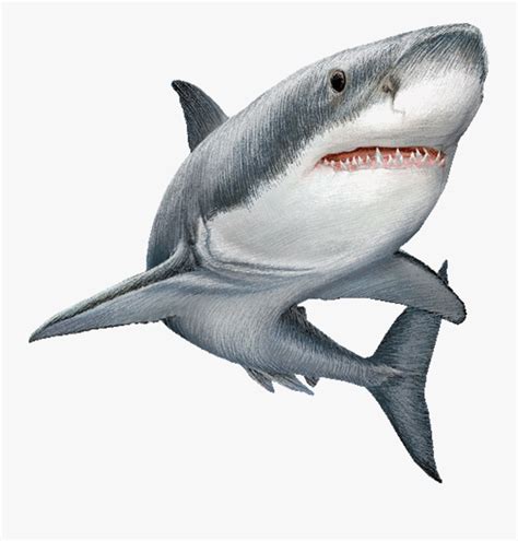 Great White Shark Clip Art Image Illustration Real Shark