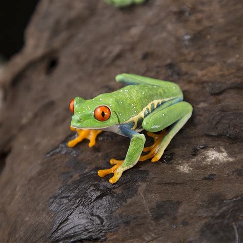 Agalychnis callidryas 'Red Eyed Tree frog' - Jungle Jewel Exotics