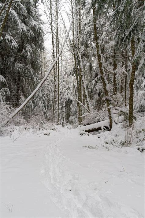 A Snow Covered Trail Through A Winter Wonderland Forest Stock Image