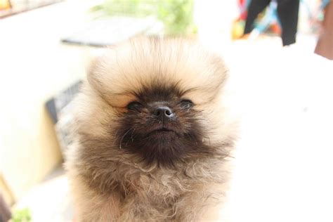 Lovelypuppy Grey Color Pomeranian Puppy With Mka Cert