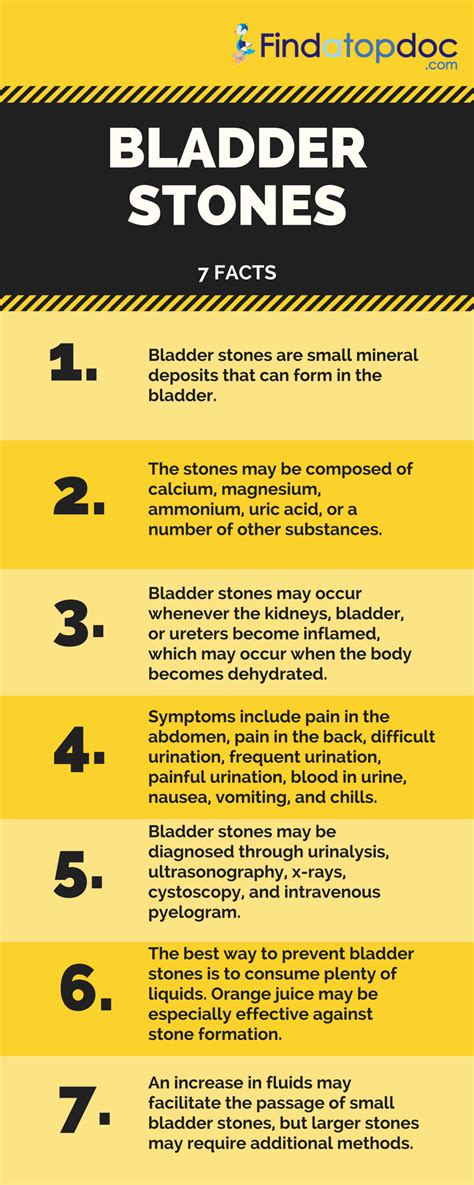 Bladder Stones Symptoms Causes Treatment And Diagnosis Findatopdoc