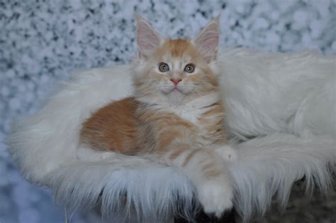 Find cats and kittens wanted, to adopt, and better than craigslist. Available Maine Coon Kittens for Sale - Maine Coon Kittens ...