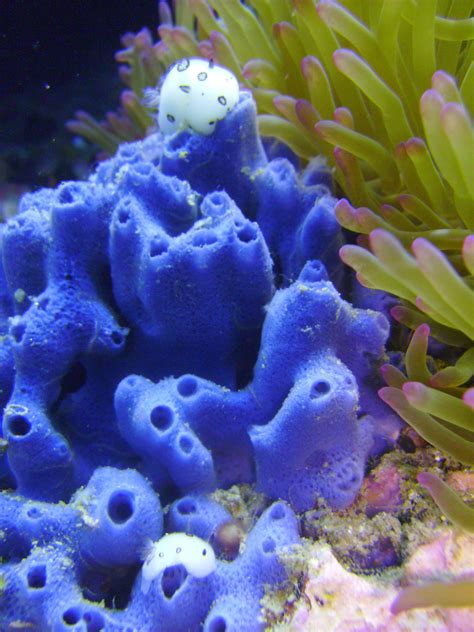 Free Images : white, underwater, aquatic, coral reef, invertebrate