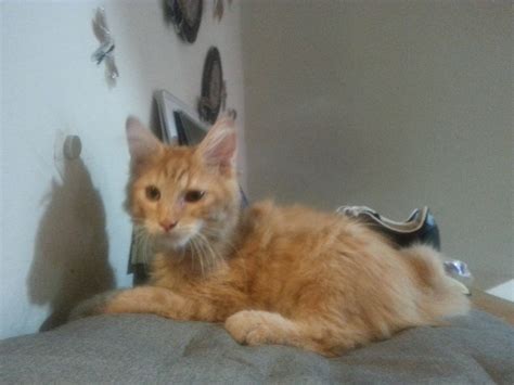 Find a maine coon on gumtree, the #1 site for cats & kittens for sale classifieds ads in the uk. Maine Coon + Domestic Long Hair Kitten Sold - 5 Years 1 ...