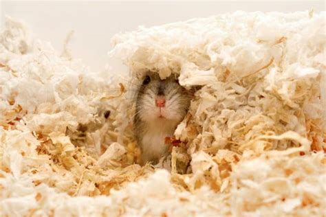 How To Keep Your Hamster Warm During Wintertime 7 Suggestions