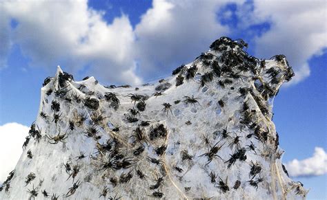 Jetzt kämpfen australiens landwirte gegen die nächste plage biblischen ausmaßes: Australien nach der Flut: Wagga Wagga im Netz der ...