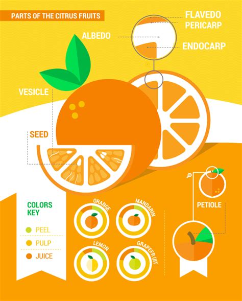 And they definitely will try eating it if they see their owners enjoying its. 9 Things About Can Cats Eat Oranges, Lemons | What Other ...
