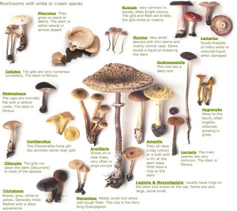 Highland Holiday Cottages Nr Aviemore Wild Mushroom Id Chart To View