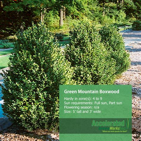 Green Mountain Boxwood | Green mountain boxwood, Boxwood landscaping, Landscaping work