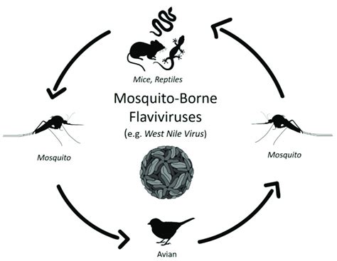 Schematic Representation Of The Mosquito Borne Flavivirus Transmission