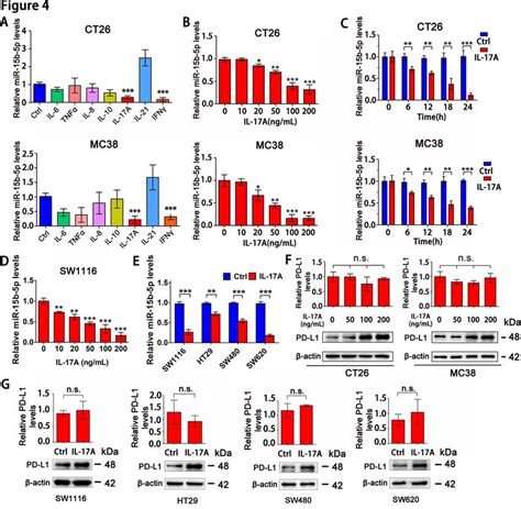 nrf1 is the major transcription factor for il 17a to accumulate pd l1 download scientific