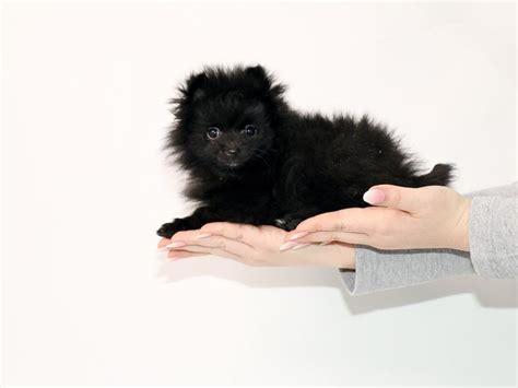 Pomeranian Dog Female Black 2632708 My Next Puppy