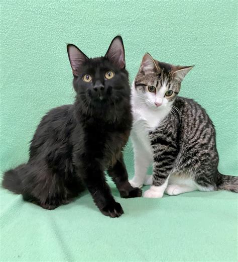 Kyle And Ricky Re Adopted Happy Cats Haven