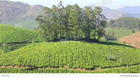 Mountain Tea Plantation In Munnar Kerala India Stock Video Footage