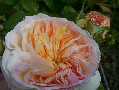 Newburyport, ma orders for flowers. Marianne | Flowers, Garden, Plants
