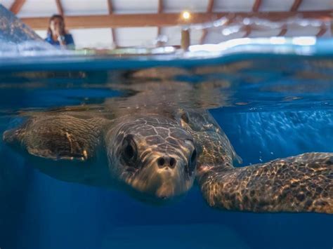 Bowser Turtle Rescue And Rehabilitation In The Maldives