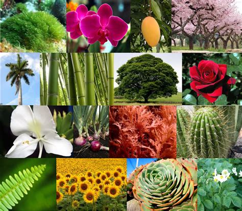 Reino Plantae Biology Quizizz