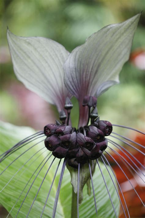They generally open only at night, when bats are the most active, and often hang down on long inflorescence stalks, which provide easy access to the. White Batflower: Care and Growing Guide