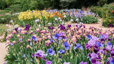 How To Grow And Take Care Of A Bearded Iris