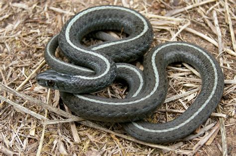 Northwestern Garter Snake Thamnophis Ordinoides Sub Adu Flickr