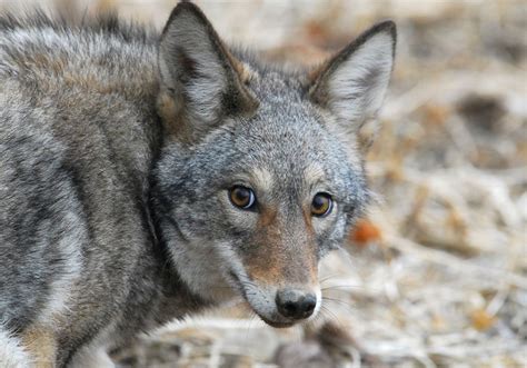 New Book Outlines The Science Of Hunting Coyotes Pittsburgh Post Gazette