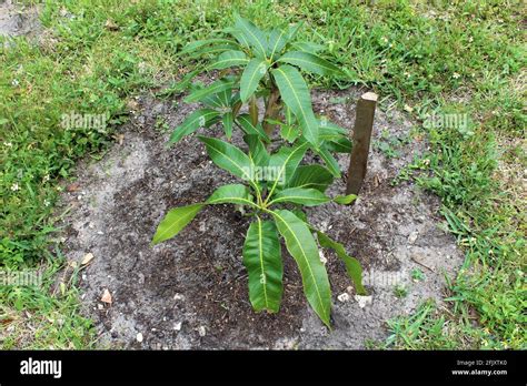 Small Organic Baby Mango Tree Growing In An Outdoor Garden Stock Photo