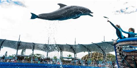 Visit Miami Seaquarium Tickets Hours And Best Things To Do