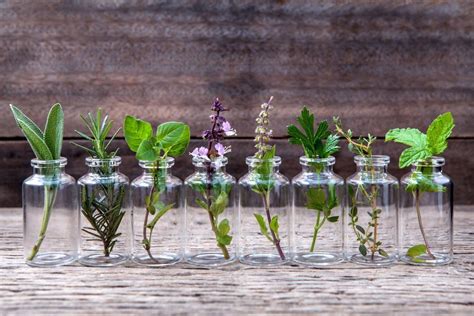 Kamu juga dapat memanfaatkan tanaman ini sebagai tanaman yang menghiasi ruangan dengan media air. DIY Tanaman Hias Indoor dalam Air; Mudah dan Menyehatkan.