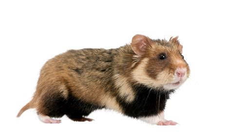 Premium Photo European Hamster Cricetus Cricetus Also Known As The