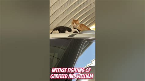 Two Male Cats Fighting Intense Fighting Between Garfield And Welliam