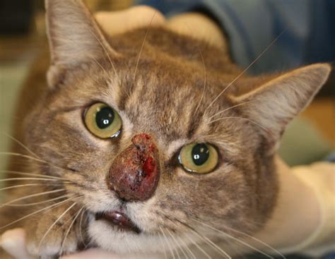 Perhaps people search for information about home treatments for this disorder because it is quite common in cats. Infectious Photos -Animal Dermatology Referral Clinic (ADRC)