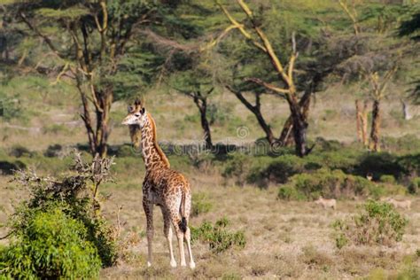 Giraffe In African Savanna Wildlife Stock Photo Image Of Herd