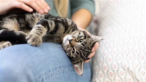 Why Do Cats Knead Explaining Common Feline Behaviour Expatgo