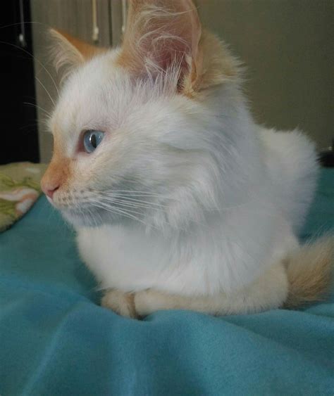 Zoe My Ragdoll Red Point 4m Kittens Cutest Cats And Kittens