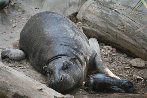 Chile Nacimiento De Hipopótamo Pigmeo En El Buin Zoo Es Un Hito A
