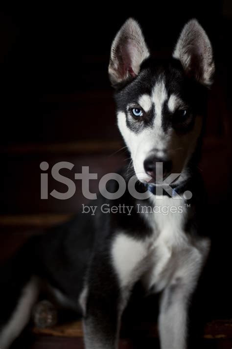 Shadow Siberian Husky Stock Photo Royalty Free Freeimages