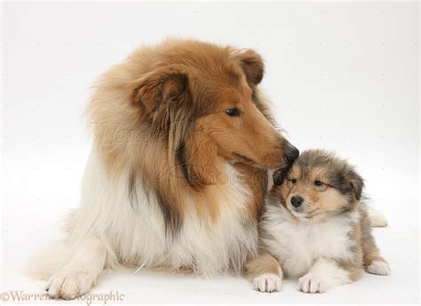 Rough Collie Dog And Puppy Photo Wp38065