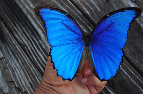 Blue Morpho Butterfly Preserved Butterfly Real Blue Etsy Canada