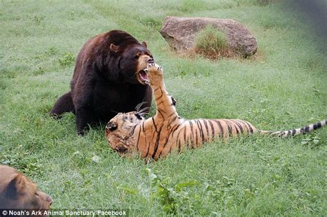 No Zoo Has Ever Put A Lion Tiger And A Bear Together Until Now You