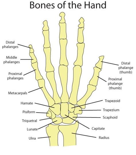 Best 25 Hand Bone Anatomy Ideas On Pinterest Human Hand Bones Wrist