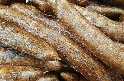 Cassava The Starchy Nutty Flavored Brazil Arrowroot