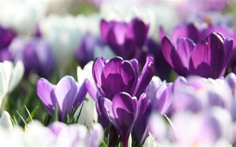 Crocus Hd Wallpaper Background Image 2560x1600 Id