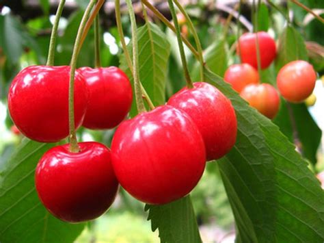 This versatile and hardy tree produces ascending thornless branches and grows 15 to 20 feet in height. How to Grow Cherry Trees in California | Hunker