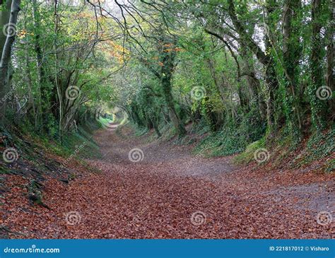 Halnaker Tunnel Of Trees Stock Photo Image Of Color 221817012