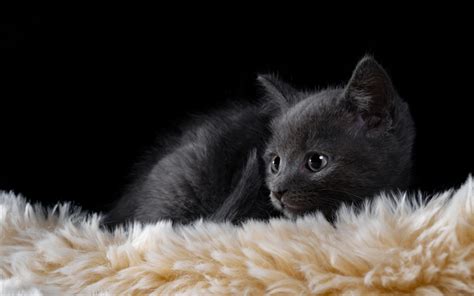 Download Wallpapers Little Gray Kitten Cute Animals Fluffy Kitten