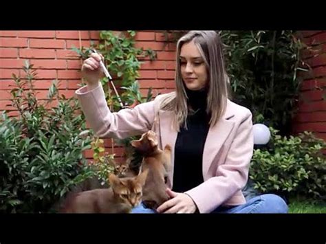 Abisinska mačka Moj savršeni ljubimac YouTube