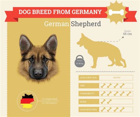 German Shepherd Dog Breed Information Dog Breeds List S