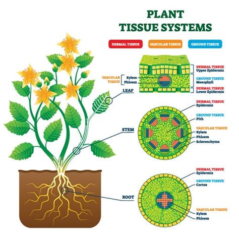 6 Types Of Plant Cells Their Characteristics Examples