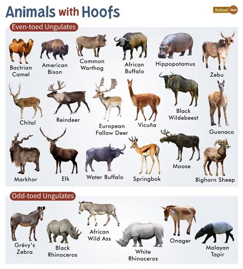 Hoofed Animals Facts List Pictures